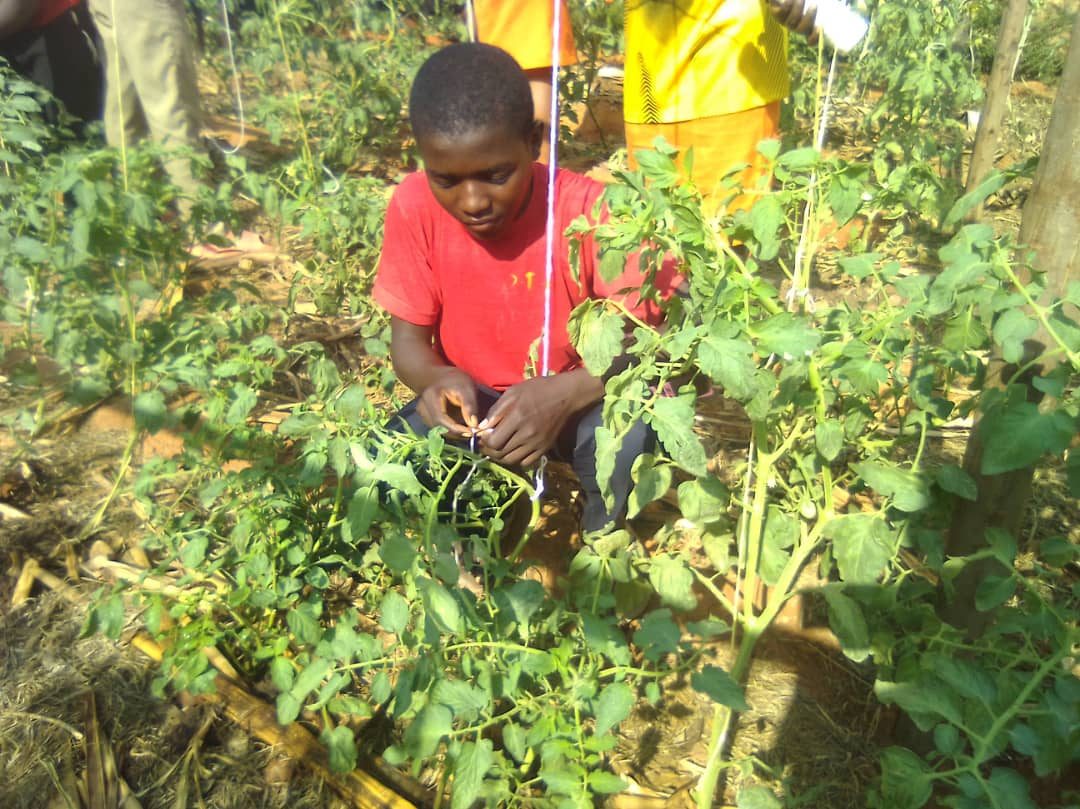 Carrying a fresh harvest of collard greens