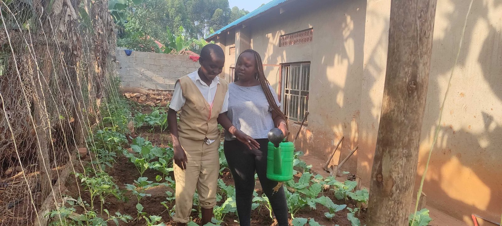 Watering young cabbage seedlings in the home garden