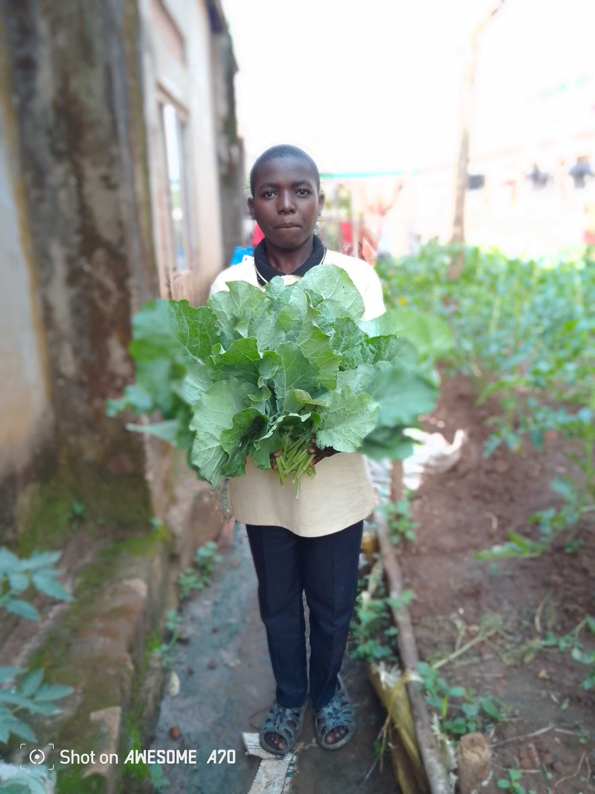 Tying and training tomato plants in the field
