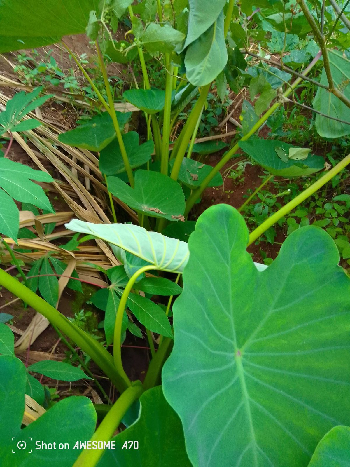 Young cocoyam and cassava plants growing together